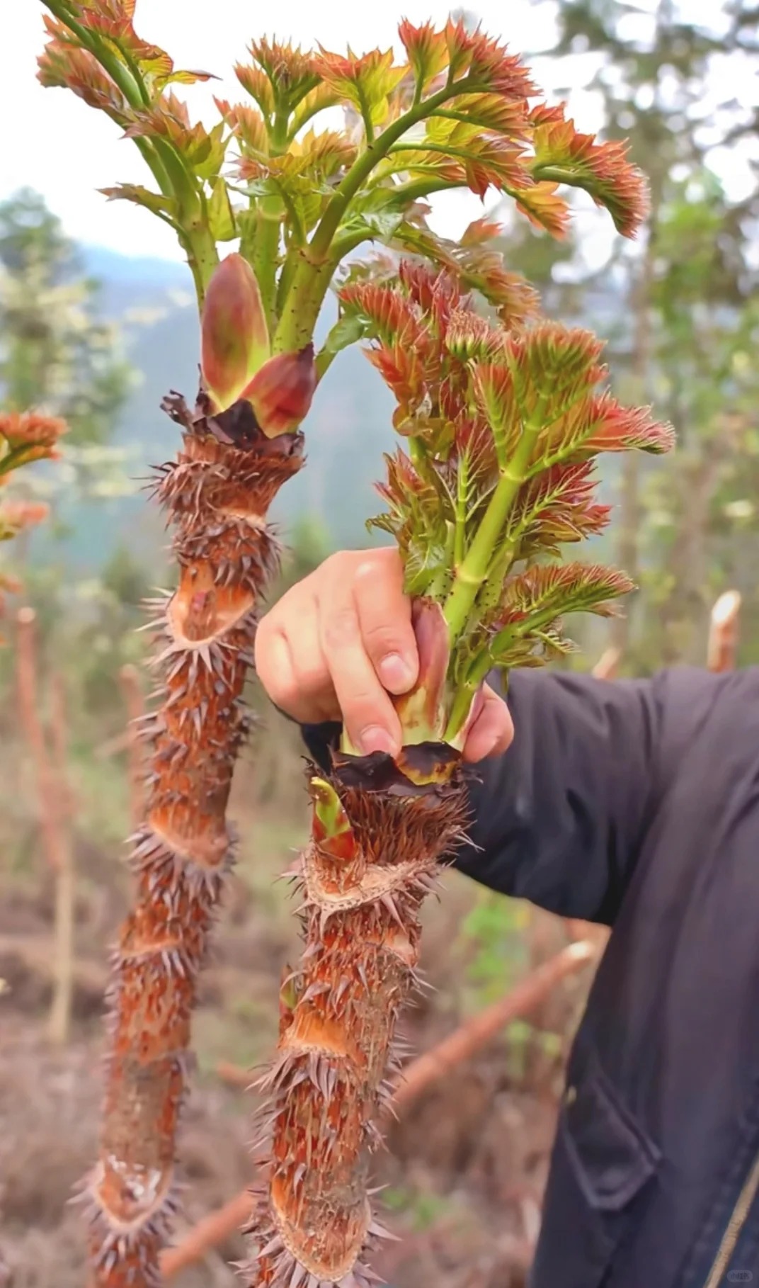 Thứ rau đặc sản lạ l&ugrave;ng ở chợ phi&ecirc;n Y T&yacute;: Ngoại h&igrave;nh "từ chối hiểu" nhưng x&agrave;o tỏi lại si&ecirc;u ngon, lỡ dịp l&agrave; m&ograve;n mỏi đợi sang năm- Ảnh 3.