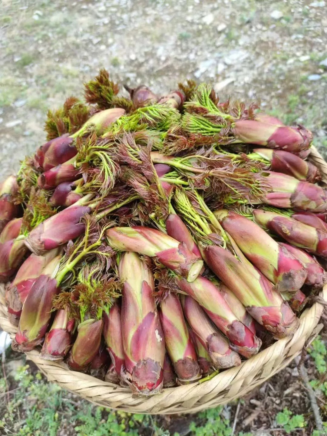 Thứ rau đặc sản lạ l&ugrave;ng ở chợ phi&ecirc;n Y T&yacute;: Ngoại h&igrave;nh "từ chối hiểu" nhưng x&agrave;o tỏi lại si&ecirc;u ngon, lỡ dịp l&agrave; m&ograve;n mỏi đợi sang năm- Ảnh 5.