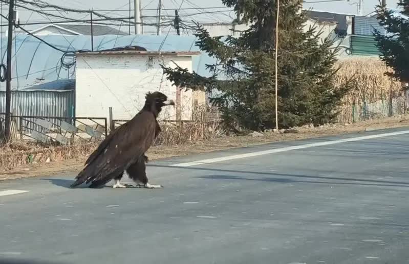 Thấy sinh vật cao gần 1 mét ngang nhiên băng qua đường, chuyên gia hé lộ đó là loài ít ai ngờ tới- Ảnh 1. Thấy sinh vật cao gần 1 mét ngang nhiên băng qua đường, chuyên gia hé lộ đó là loài ít ai ngờ tới- Ảnh 1.