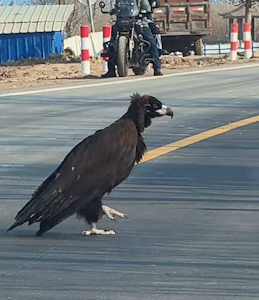 Thấy sinh vật cao gần 1 mét ngang nhiên băng qua đường, chuyên gia hé lộ đó là loài ít ai ngờ tới- Ảnh 3. Thấy sinh vật cao gần 1 mét ngang nhiên băng qua đường, chuyên gia hé lộ đó là loài ít ai ngờ tới- Ảnh 3.