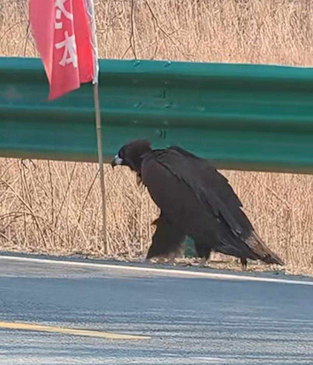 Thấy sinh vật cao gần 1 mét ngang nhiên băng qua đường, chuyên gia hé lộ đó là loài ít ai ngờ tới- Ảnh 4. Thấy sinh vật cao gần 1 mét ngang nhiên băng qua đường, chuyên gia hé lộ đó là loài ít ai ngờ tới- Ảnh 4.
