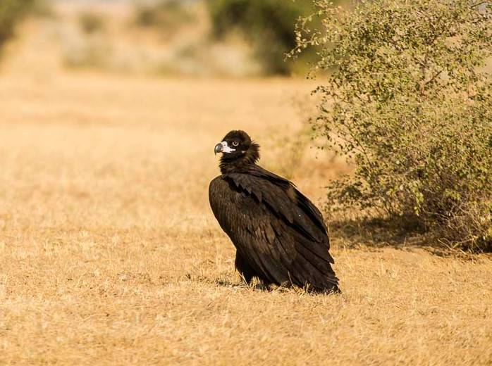 Thấy sinh vật cao gần 1 mét ngang nhiên băng qua đường, chuyên gia hé lộ đó là loài ít ai ngờ tới- Ảnh 2. Thấy sinh vật cao gần 1 mét ngang nhiên băng qua đường, chuyên gia hé lộ đó là loài ít ai ngờ tới- Ảnh 2.