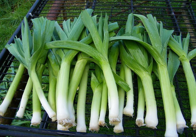 Hội m&ecirc; ăn rau ch&uacute; &yacute;: 5 m&oacute;n quen thuộc c&oacute; thể khiến t&igrave;nh trạng tr&agrave;o ngược dạ d&agrave;y nặng hơn- Ảnh 2.