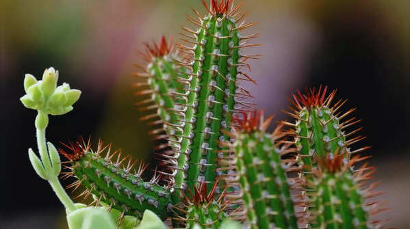 7 loại c&acirc;y kh&ocirc;ng bao giờ n&ecirc;n đặt gần cửa ch&iacute;nh- Ảnh 1.