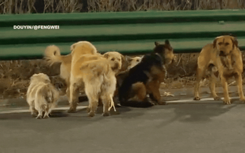 Cảm động rơi nước mắt trước clip 7 ch&uacute; ch&oacute; d&igrave;u nhau trốn khỏi kẻ trộm vượt 17km về nh&agrave;: Sự thật lại phũ thế n&agrave;y!- Ảnh 2.