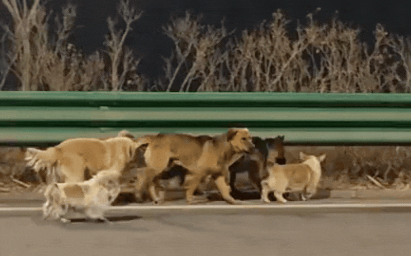 Cảm động rơi nước mắt trước clip 7 ch&uacute; ch&oacute; d&igrave;u nhau trốn khỏi kẻ trộm vượt 17km về nh&agrave;: Sự thật lại phũ thế n&agrave;y!- Ảnh 1.