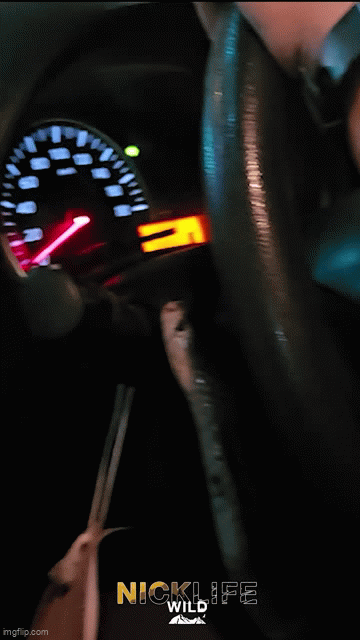 Chuy&ecirc;n gia bắt rắn kể lại gi&acirc;y ph&uacute;t sinh tử khi con rắn hổ mang bất ngờ cắn r&aacute;ch bao tải, b&ograve; khắp xe &ocirc; t&ocirc;- Ảnh 1.