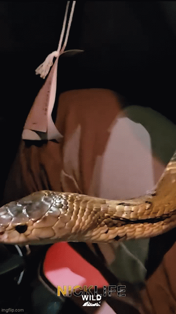 Chuy&ecirc;n gia bắt rắn kể lại gi&acirc;y ph&uacute;t sinh tử khi con rắn hổ mang bất ngờ cắn r&aacute;ch bao tải, b&ograve; khắp xe &ocirc; t&ocirc;- Ảnh 2.