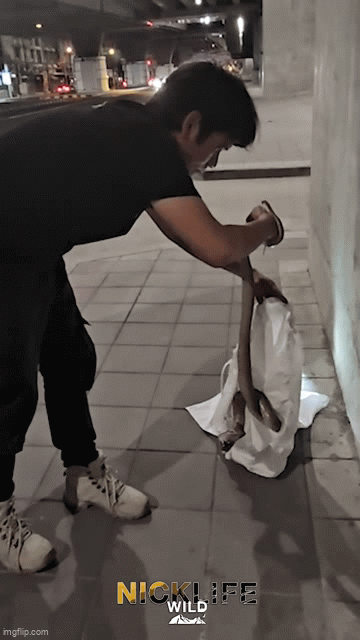 Chuy&ecirc;n gia bắt rắn kể lại gi&acirc;y ph&uacute;t sinh tử khi con rắn hổ mang bất ngờ cắn r&aacute;ch bao tải, b&ograve; khắp xe &ocirc; t&ocirc;- Ảnh 3.