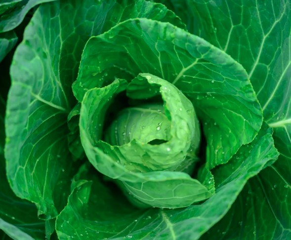 7 loại rau n&ecirc;n trồng ngay b&acirc;y giờ- Ảnh 1.