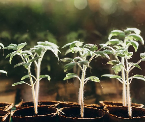 7 loại rau n&ecirc;n trồng ngay b&acirc;y giờ- Ảnh 7.