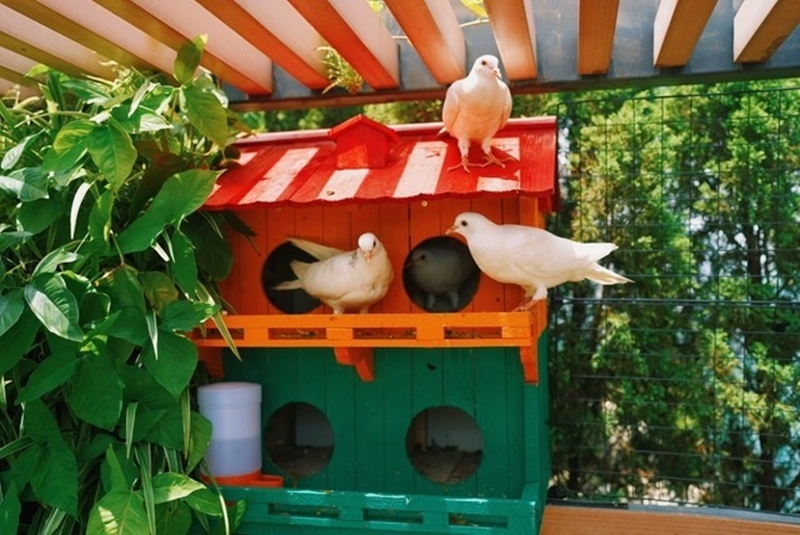 Cận cảnh khu vườn "trong mơ", được đầu tư hơn 3 tỷ đồng tr&ecirc;n s&acirc;n thượng tầng 30 tại Hưng Y&ecirc;n- Ảnh 9.