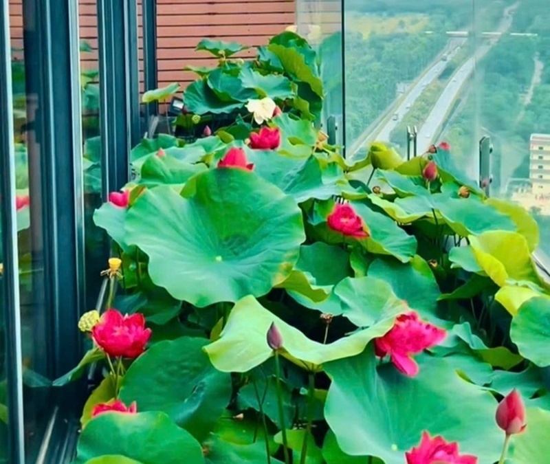 Cận cảnh khu vườn "trong mơ", được đầu tư hơn 3 tỷ đồng tr&ecirc;n s&acirc;n thượng tầng 30 tại Hưng Y&ecirc;n- Ảnh 7.