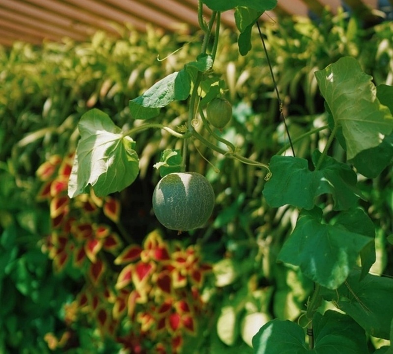 Cận cảnh khu vườn "trong mơ", được đầu tư hơn 3 tỷ đồng tr&ecirc;n s&acirc;n thượng tầng 30 tại Hưng Y&ecirc;n- Ảnh 6.