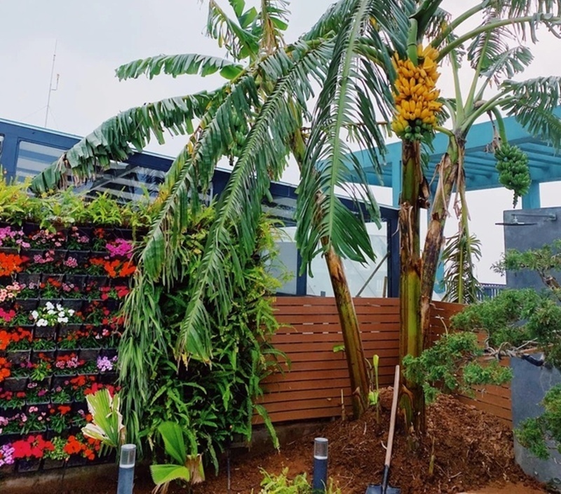 Cận cảnh khu vườn "trong mơ", được đầu tư hơn 3 tỷ đồng tr&ecirc;n s&acirc;n thượng tầng 30 tại Hưng Y&ecirc;n- Ảnh 5.