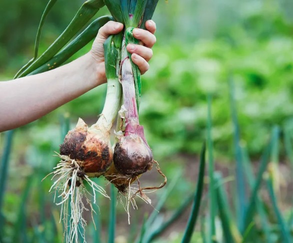 7 loại rau n&ecirc;n trồng ngay b&acirc;y giờ- Ảnh 2.