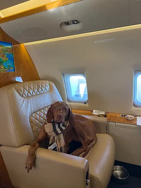 Đại gia thu&ecirc; đứt chuy&ecirc;n cơ để chở th&uacute; cưng khỏi Dubai: &ldquo;Đ&acirc;y l&agrave; lựa chọn duy nhất đ&aacute;ng tin cậy n&ecirc;n t&ocirc;i kh&ocirc;ng qu&aacute; bận t&acirc;m về chi ph&iacute;&rdquo;- Ảnh 1.