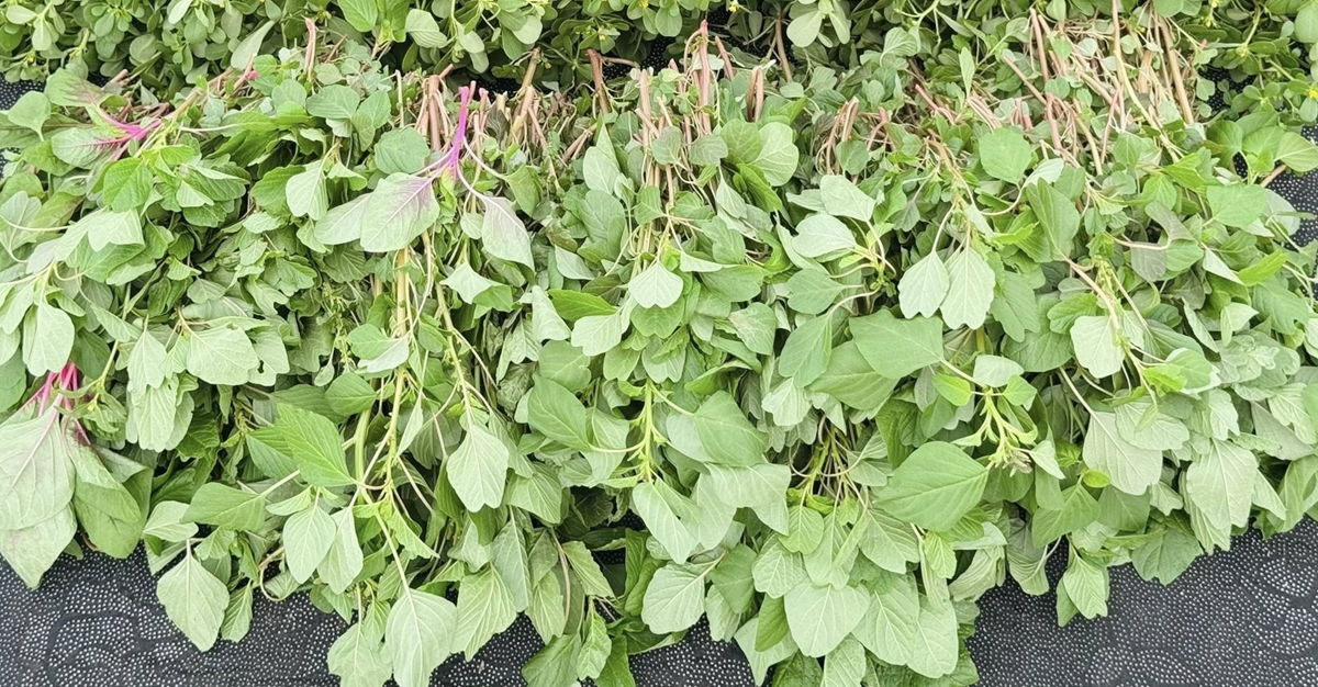 Loại rau bổ ngang thịt b&ograve;, ở trời T&acirc;y được qu&yacute; như &ldquo;v&agrave;ng&rdquo;, n&agrave;o ngờ chợ Việt lại b&aacute;n đầy- Ảnh 2.