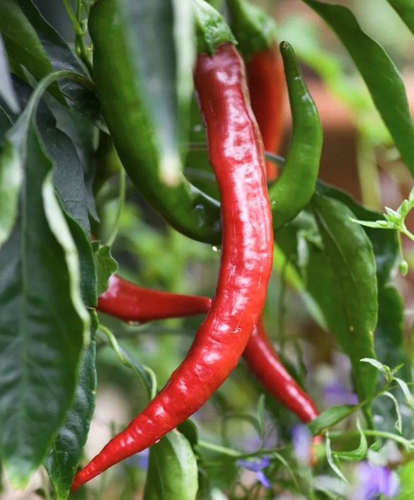 7 loại rau n&ecirc;n trồng ngay b&acirc;y giờ- Ảnh 4.