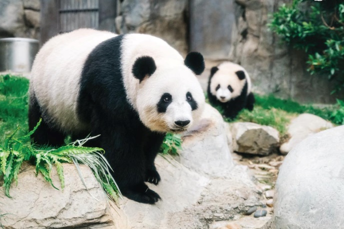 Bạn đã thử những trải nghiệm “đỉnh nóc, kịch trần” này của xứ Cảng Thơm?- Ảnh 4. Bạn đã thử những trải nghiệm “đỉnh nóc, kịch trần” này của xứ Cảng Thơm?- Ảnh 4.