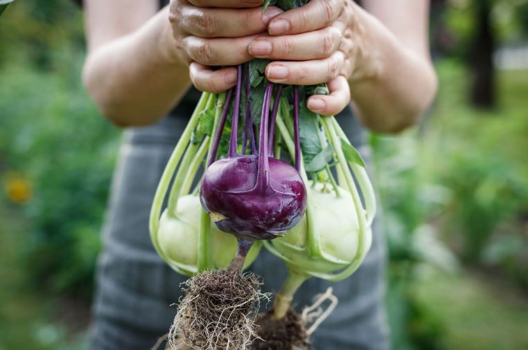 7 loại rau n&ecirc;n trồng ngay b&acirc;y giờ- Ảnh 3.