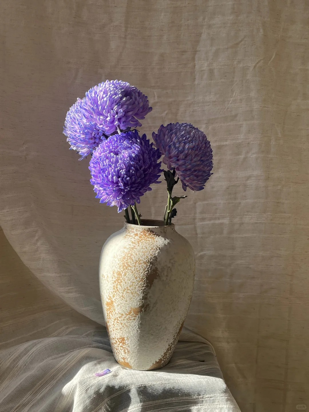 Say đắm c&uacute;c mẫu đơn t&iacute;m nhưng sợ cắm l&ecirc;n bị gi&agrave;? Đừng vội mua nếu chưa biết b&iacute; mật về "m&ugrave;a hoa đẹp nhất" n&agrave;y!- Ảnh 2.