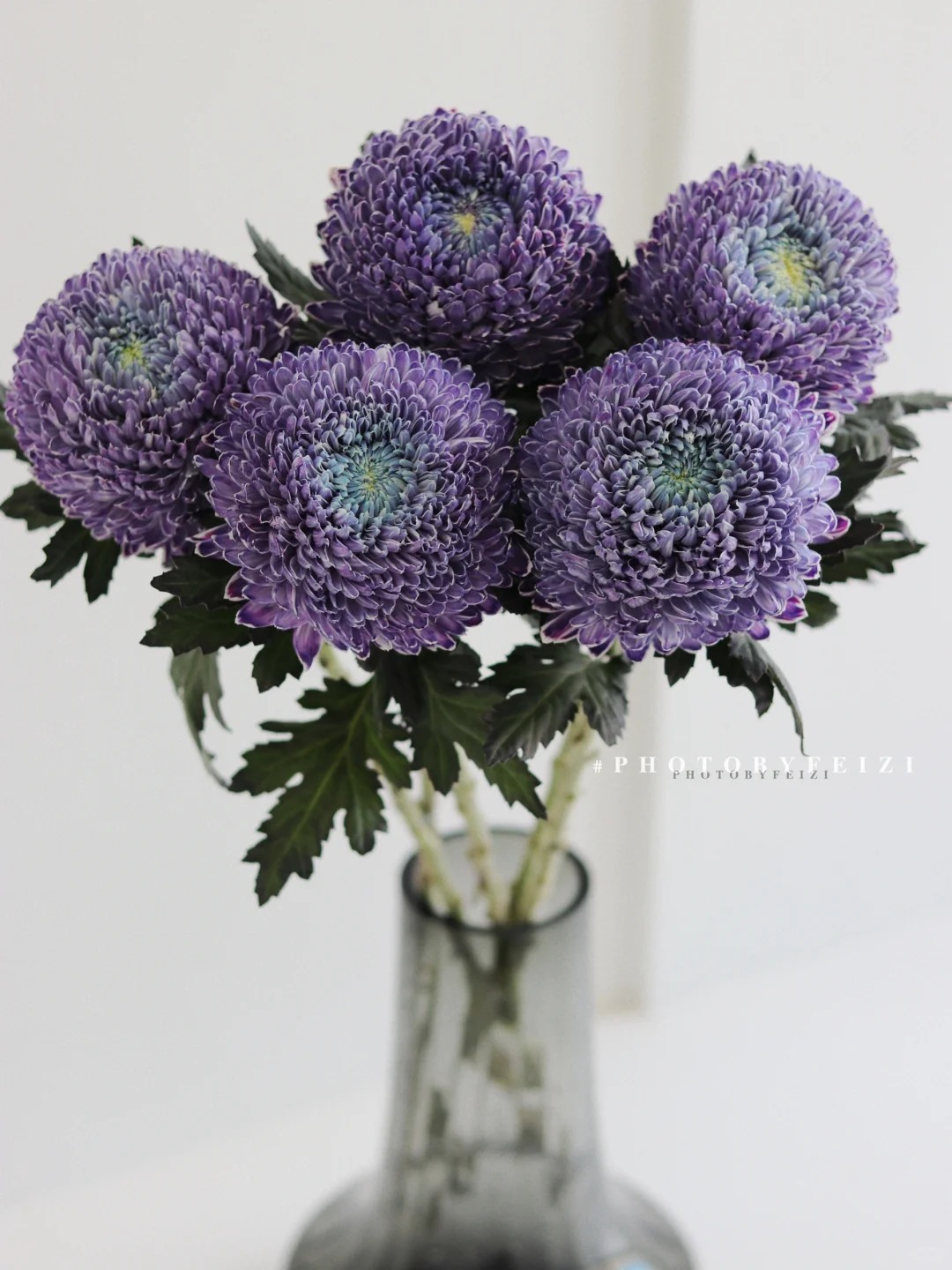 Say đắm c&uacute;c mẫu đơn t&iacute;m nhưng sợ cắm l&ecirc;n bị gi&agrave;? Đừng vội mua nếu chưa biết b&iacute; mật về "m&ugrave;a hoa đẹp nhất" n&agrave;y!- Ảnh 4.