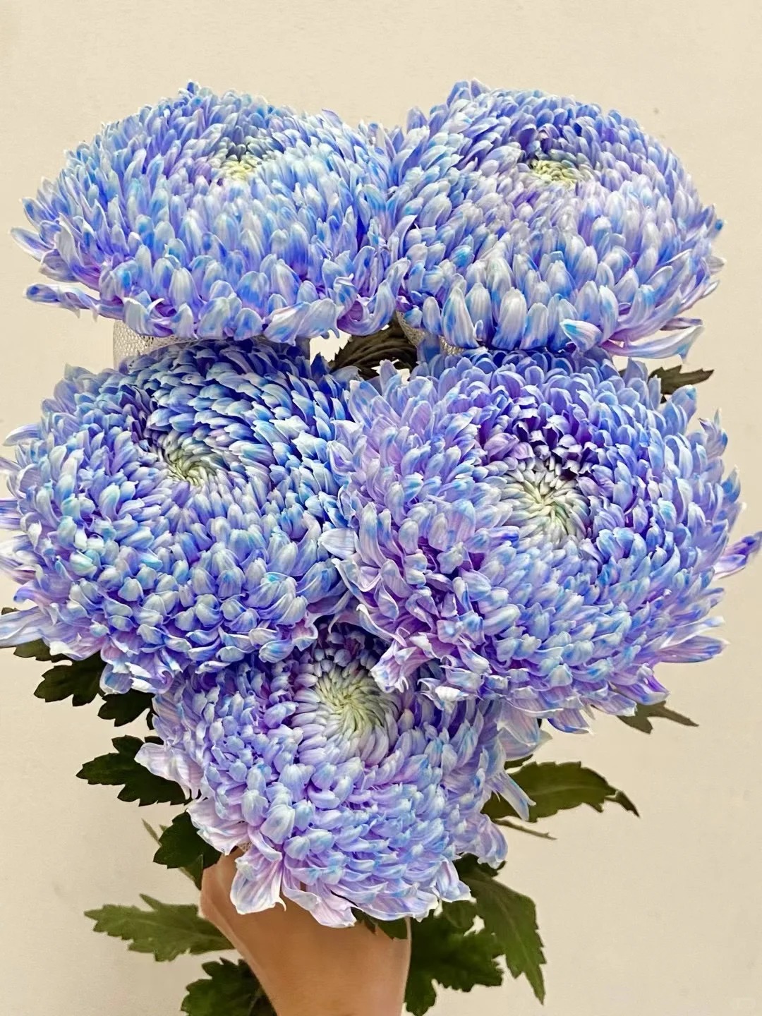 Say đắm c&uacute;c mẫu đơn t&iacute;m nhưng sợ cắm l&ecirc;n bị gi&agrave;? Đừng vội mua nếu chưa biết b&iacute; mật về "m&ugrave;a hoa đẹp nhất" n&agrave;y!- Ảnh 14.