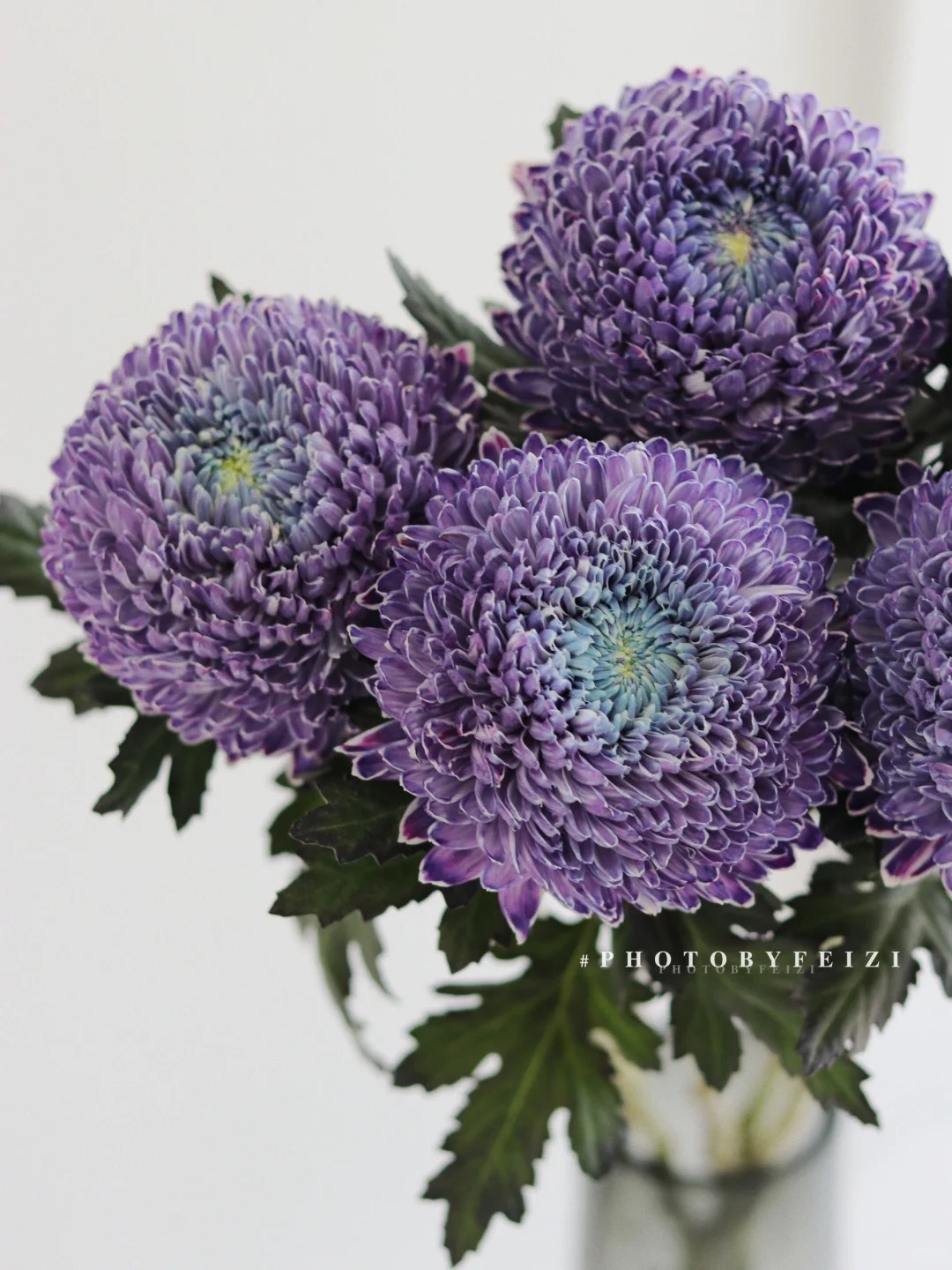 Say đắm c&uacute;c mẫu đơn t&iacute;m nhưng sợ cắm l&ecirc;n bị gi&agrave;? Đừng vội mua nếu chưa biết b&iacute; mật về "m&ugrave;a hoa đẹp nhất" n&agrave;y!- Ảnh 5.