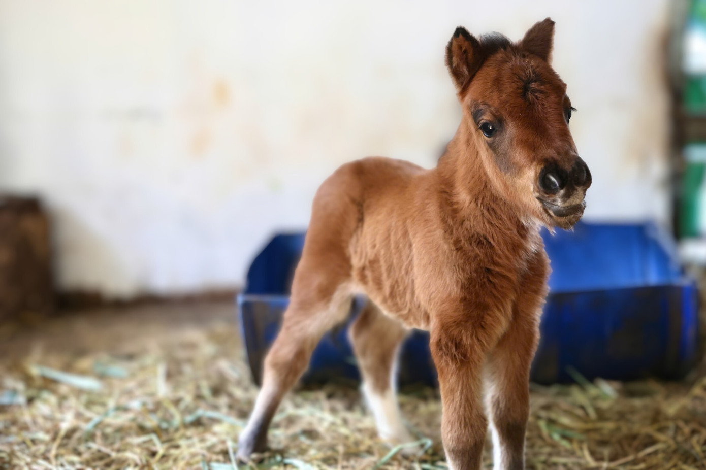 B&eacute; ngựa l&ugrave;n si&ecirc;u đ&aacute;ng y&ecirc;u 'đốn tim' du kh&aacute;ch ở Thảo Cầm Vi&ecirc;n- Ảnh 6.