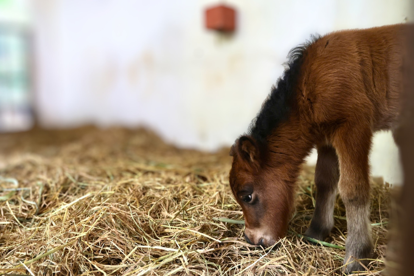 B&eacute; ngựa l&ugrave;n si&ecirc;u đ&aacute;ng y&ecirc;u 'đốn tim' du kh&aacute;ch ở Thảo Cầm Vi&ecirc;n- Ảnh 2.