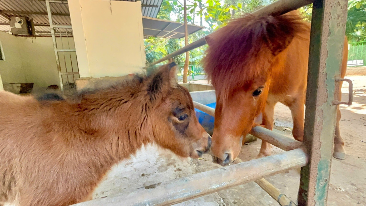 B&eacute; ngựa l&ugrave;n si&ecirc;u đ&aacute;ng y&ecirc;u 'đốn tim' du kh&aacute;ch ở Thảo Cầm Vi&ecirc;n- Ảnh 7.