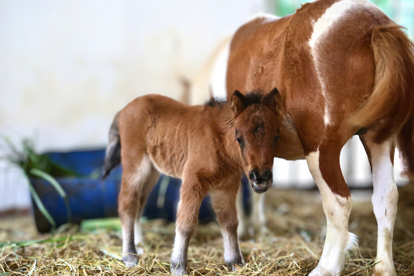 B&eacute; ngựa l&ugrave;n si&ecirc;u đ&aacute;ng y&ecirc;u 'đốn tim' du kh&aacute;ch ở Thảo Cầm Vi&ecirc;n- Ảnh 1.