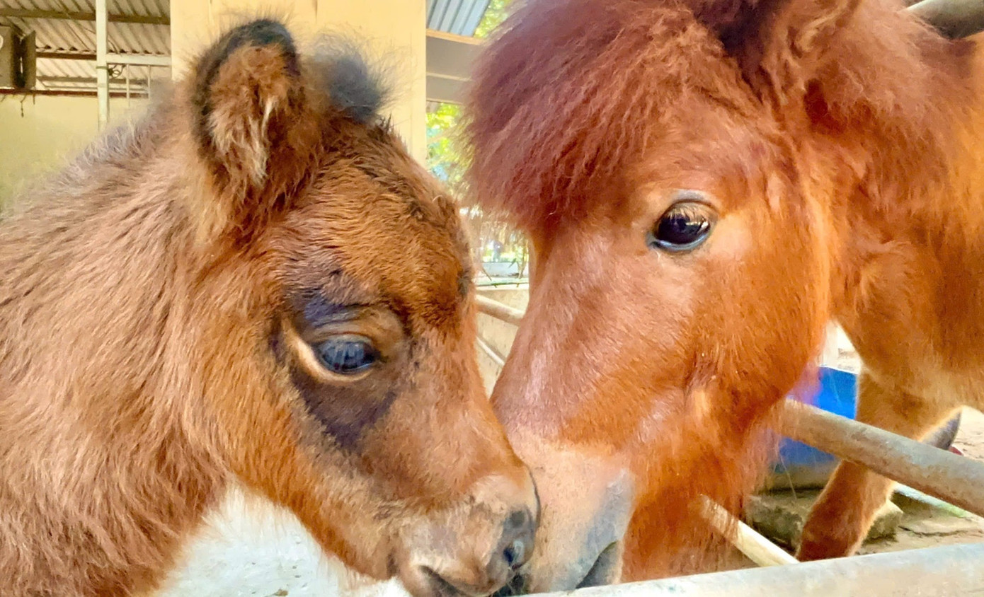 B&eacute; ngựa l&ugrave;n si&ecirc;u đ&aacute;ng y&ecirc;u 'đốn tim' du kh&aacute;ch ở Thảo Cầm Vi&ecirc;n- Ảnh 4.