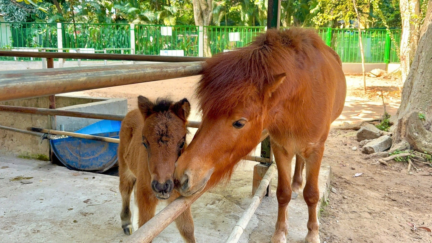 B&eacute; ngựa l&ugrave;n si&ecirc;u đ&aacute;ng y&ecirc;u 'đốn tim' du kh&aacute;ch ở Thảo Cầm Vi&ecirc;n- Ảnh 5.