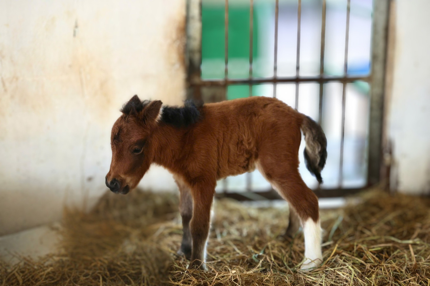 B&eacute; ngựa l&ugrave;n si&ecirc;u đ&aacute;ng y&ecirc;u 'đốn tim' du kh&aacute;ch ở Thảo Cầm Vi&ecirc;n- Ảnh 3.