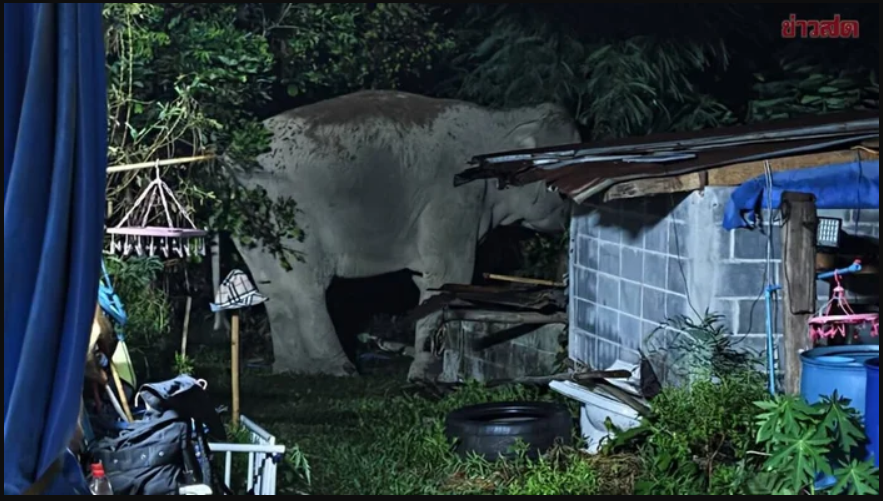 Sau tiếng rống x&eacute; toang m&agrave;n đ&ecirc;m, con th&uacute; khổng lồ khoảng 3 tấn lao thẳng v&agrave;o nh&agrave; d&acirc;n: Cảnh tượng &aacute;m ảnh- Ảnh 1.