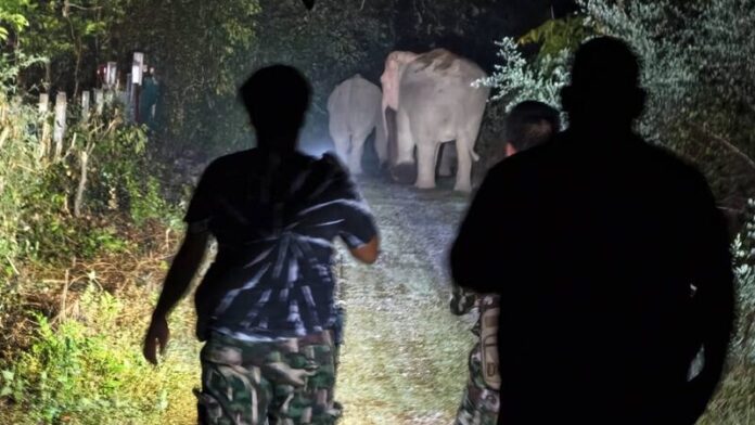 Sau tiếng rống x&eacute; toang m&agrave;n đ&ecirc;m, con th&uacute; khổng lồ khoảng 3 tấn lao thẳng v&agrave;o nh&agrave; d&acirc;n: Cảnh tượng &aacute;m ảnh- Ảnh 2.