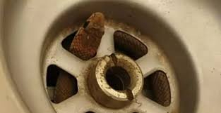 4 nơi rắn dễ b&ograve; v&agrave;o nhất trong nh&agrave;, nhiều người kh&ocirc;ng để &yacute;- Ảnh 2.