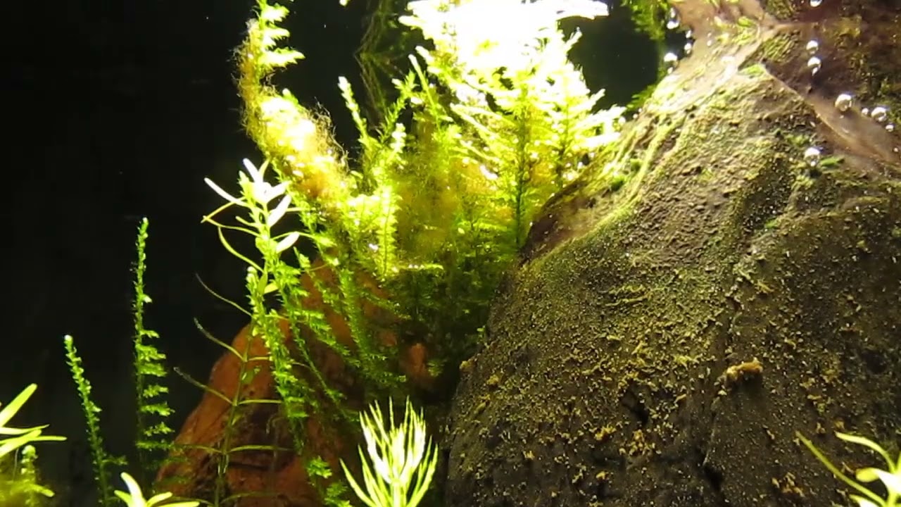 5 loại c&acirc;y chớ n&ecirc;n trồng trong nh&agrave;- Ảnh 5.