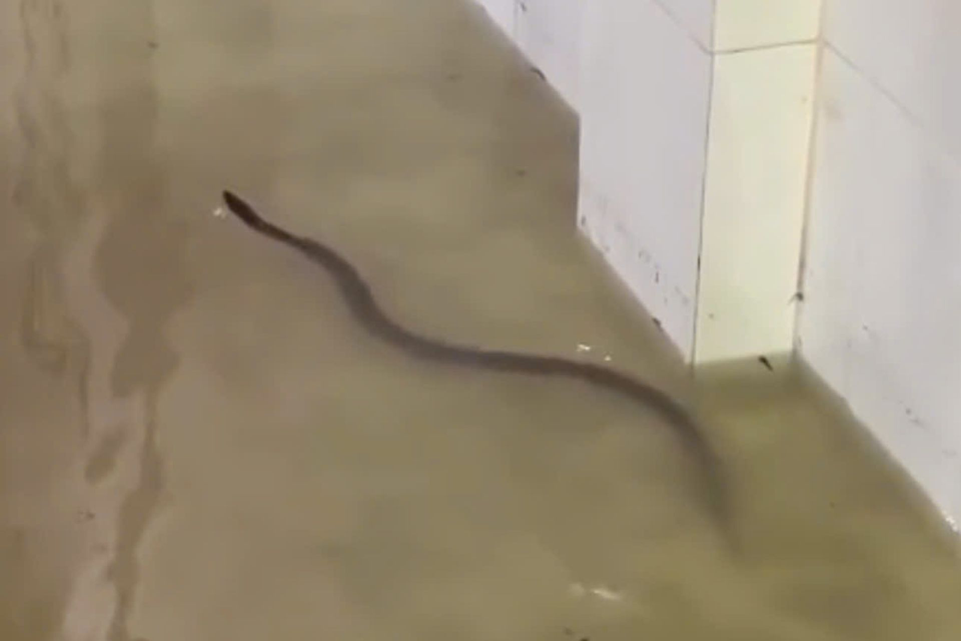 Rắn b&ograve; v&agrave;o d&ugrave; nh&agrave; sạch bong kin k&iacute;t: 6 nguy&ecirc;n nh&acirc;n kh&ocirc;ng phải ai cũng biết- Ảnh 2.