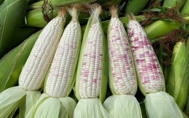 Ng&ocirc; ngọt hay ng&ocirc; nếp: Lượng calo ch&ecirc;nh lệch gấp 10 lần, chọn loại n&agrave;o để giảm c&acirc;n hiệu quả?- Ảnh 2.