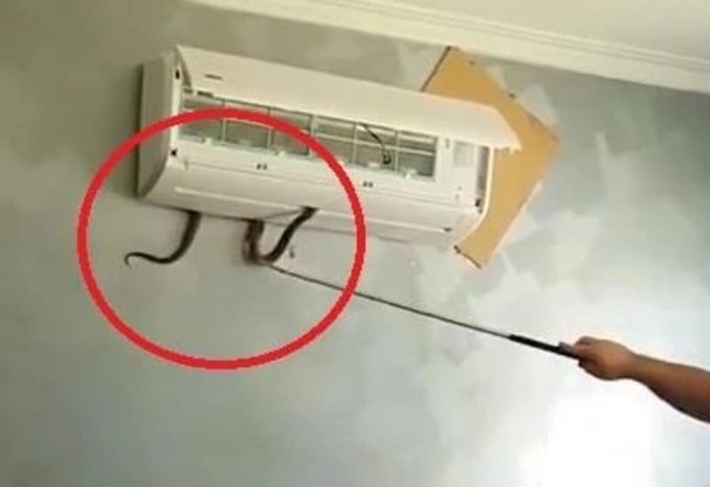 4 nơi rắn dễ b&ograve; v&agrave;o nhất trong nh&agrave;, nhiều người kh&ocirc;ng để &yacute;- Ảnh 1.