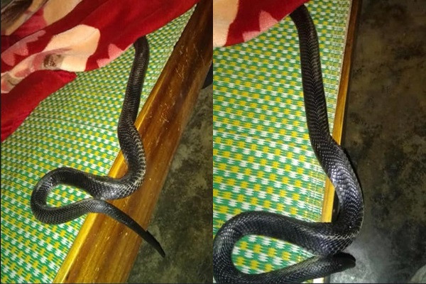 4 nơi rắn dễ b&ograve; v&agrave;o nhất trong nh&agrave;, nhiều người kh&ocirc;ng để &yacute;- Ảnh 3.