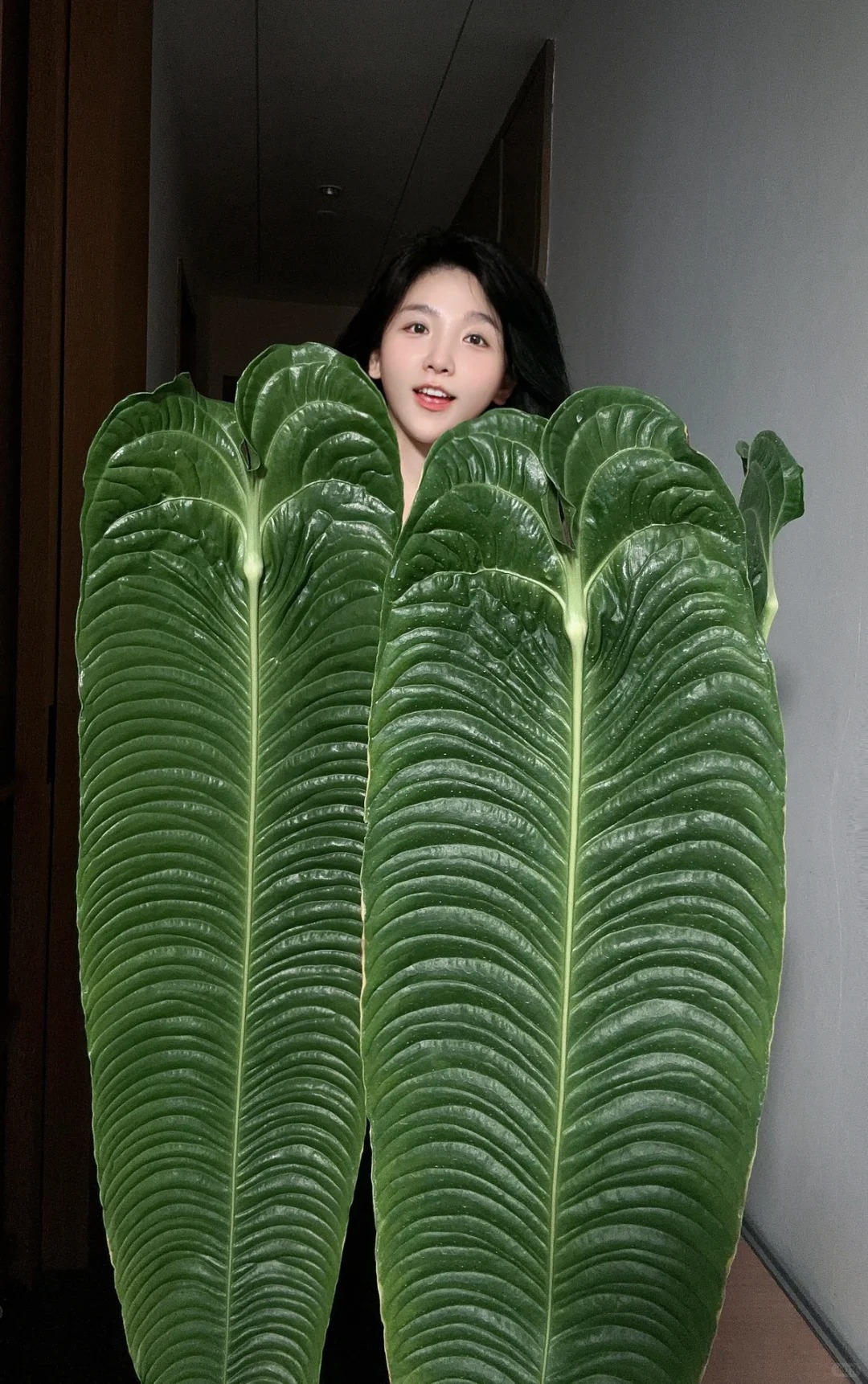 Kh&ocirc;ng phải trầu b&agrave; hay kim tiền, đ&acirc;y mới l&agrave; "vị vua" của g&oacute;c ban c&ocirc;ng năm nay: C&agrave;ng nu&ocirc;i l&aacute; c&agrave;ng to, v&acirc;n hằn cuồn cuộn đẹp ma mị- Ảnh 2.