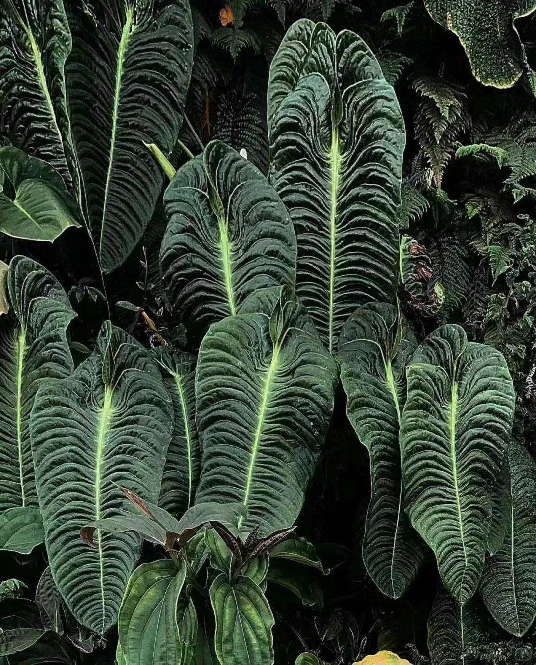 Kh&ocirc;ng phải trầu b&agrave; hay kim tiền, đ&acirc;y mới l&agrave; "vị vua" của g&oacute;c ban c&ocirc;ng năm nay: C&agrave;ng nu&ocirc;i l&aacute; c&agrave;ng to, v&acirc;n hằn cuồn cuộn đẹp ma mị- Ảnh 8.