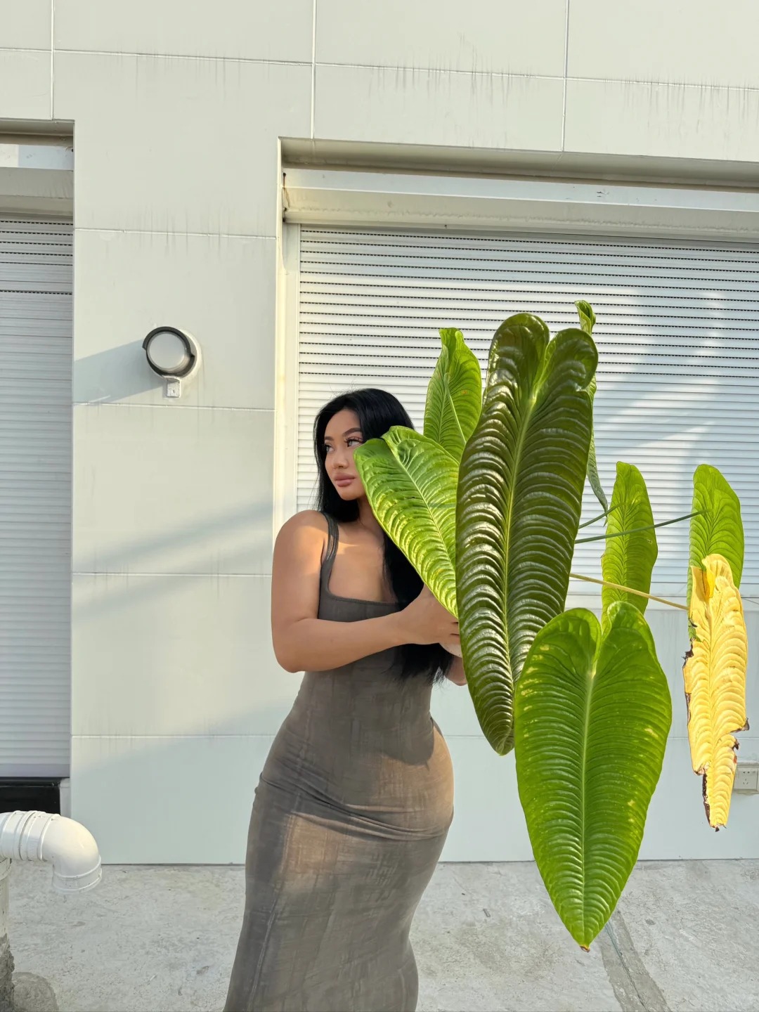 Kh&ocirc;ng phải trầu b&agrave; hay kim tiền, đ&acirc;y mới l&agrave; "vị vua" của g&oacute;c ban c&ocirc;ng năm nay: C&agrave;ng nu&ocirc;i l&aacute; c&agrave;ng to, v&acirc;n hằn cuồn cuộn đẹp ma mị- Ảnh 14.