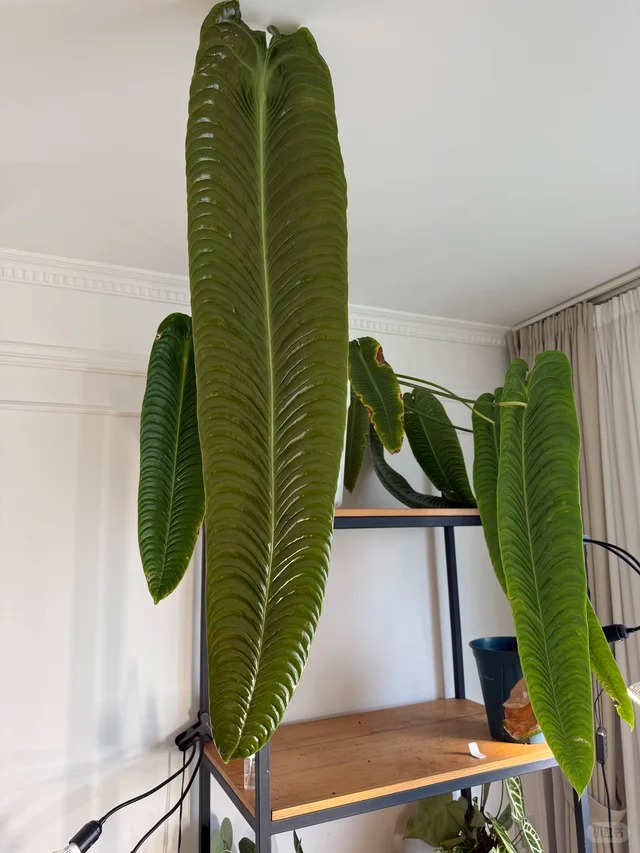 Kh&ocirc;ng phải trầu b&agrave; hay kim tiền, đ&acirc;y mới l&agrave; "vị vua" của g&oacute;c ban c&ocirc;ng năm nay: C&agrave;ng nu&ocirc;i l&aacute; c&agrave;ng to, v&acirc;n hằn cuồn cuộn đẹp ma mị- Ảnh 5.