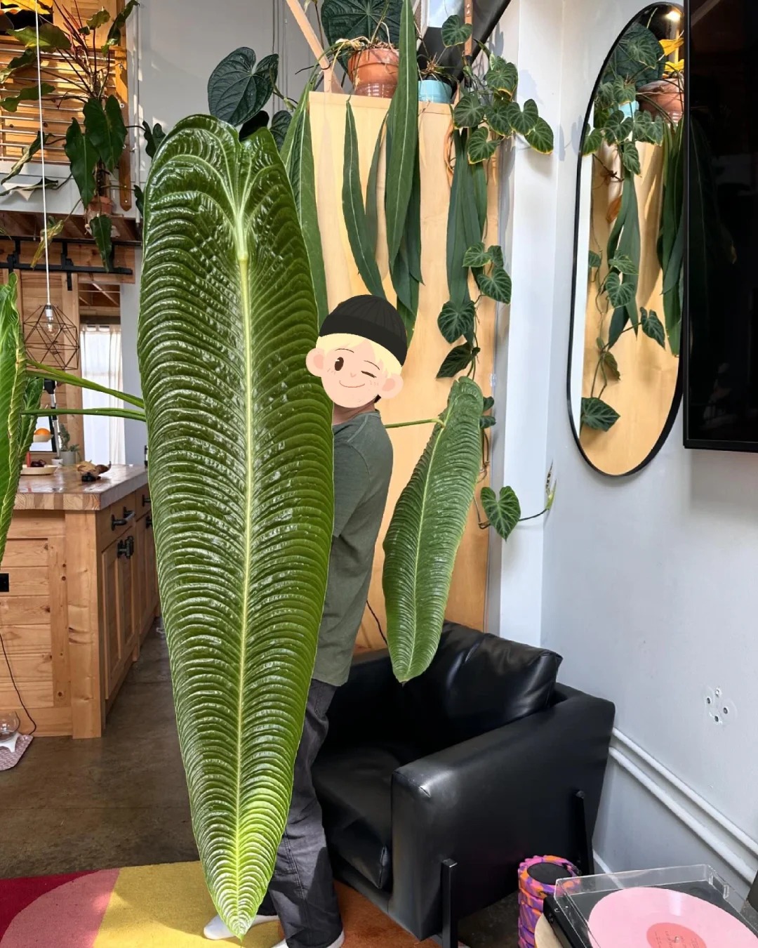 Kh&ocirc;ng phải trầu b&agrave; hay kim tiền, đ&acirc;y mới l&agrave; "vị vua" của g&oacute;c ban c&ocirc;ng năm nay: C&agrave;ng nu&ocirc;i l&aacute; c&agrave;ng to, v&acirc;n hằn cuồn cuộn đẹp ma mị- Ảnh 7.