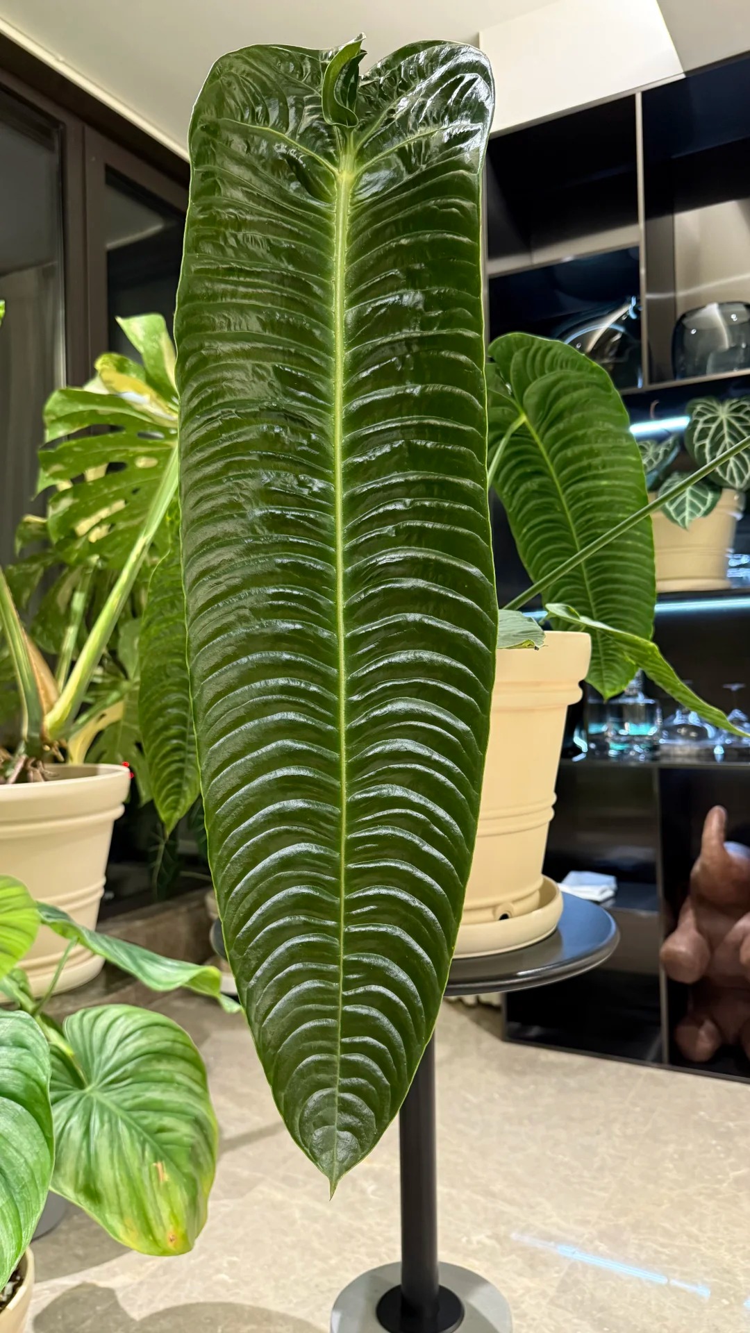 Kh&ocirc;ng phải trầu b&agrave; hay kim tiền, đ&acirc;y mới l&agrave; "vị vua" của g&oacute;c ban c&ocirc;ng năm nay: C&agrave;ng nu&ocirc;i l&aacute; c&agrave;ng to, v&acirc;n hằn cuồn cuộn đẹp ma mị- Ảnh 6.